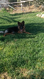 Pastore tedesco originale