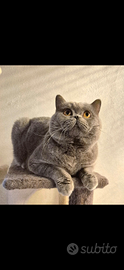 British shorthair