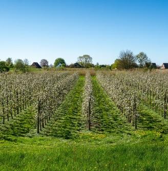 Terreno agricolo con molteplici possibilità