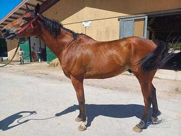 Cavallo castrone PSI