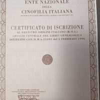 Setter inglese