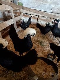 Galline padovane