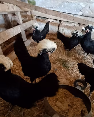 Galline padovane
