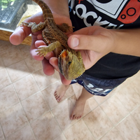 Pogona