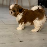 Cucciolo shih tzu shihtzu maschio