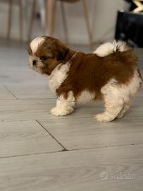 Cucciolo shih tzu shihtzu maschio