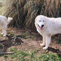 Coppia Pastori Maremmano-Abruzzesi puri