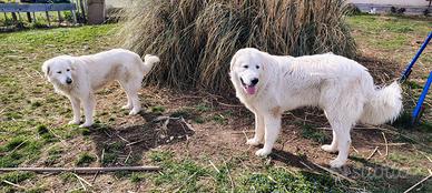 Coppia Pastori Maremmano-Abruzzesi puri