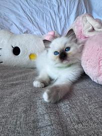 Cuccioli Ragdoll disponibili