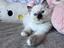 Immagine 1
