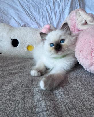 Cuccioli Ragdoll disponibili