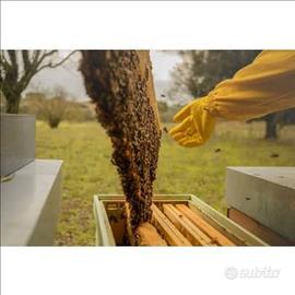 Famiglia+ arnia completa