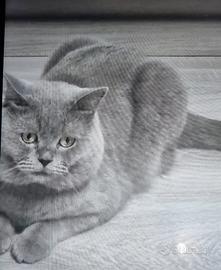 British short hair 3 anni maschio
