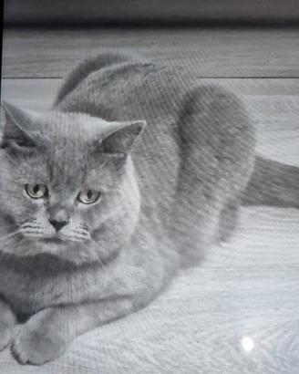 British short hair 3 anni maschio