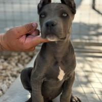 Cane corso cuccioli
