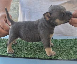 American bully pocket