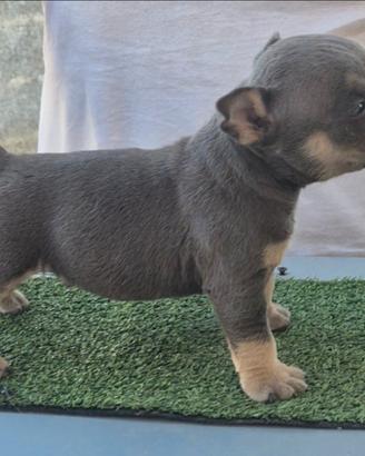 American bully pocket