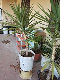 YUCCA