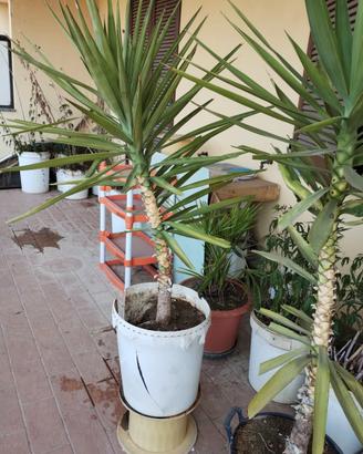 YUCCA