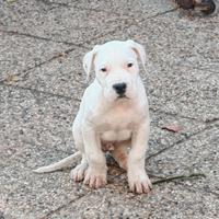 Dogo argentino