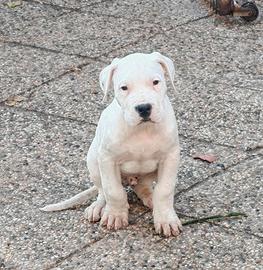 Dogo argentino