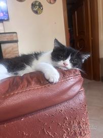 Cucciolo gattino scottish di 3 mesi