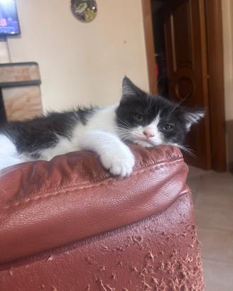 Cucciolo gattino scottish di 3 mesi