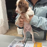 Segugio Francese Ariegeois