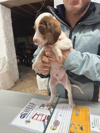 Segugio Francese Ariegeois