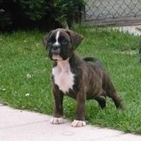 Boxer cuccioli