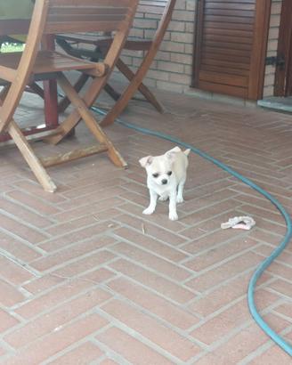 Cucciolo chihuahua maschio di 5 mesi