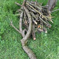 …Pezzi di Rami di piante da frutta ecc …