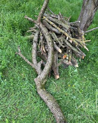 …Pezzi di Rami di piante da frutta ecc …