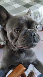 Bulldog Francese blu
