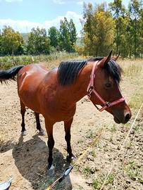 Cavallo