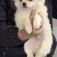 Chihuahua maschietto