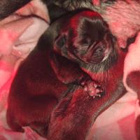 Cuccioli di bulldog francese