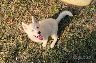 Siberian Husky con pedigree enci
