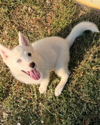 Siberian Husky con pedigree enci
