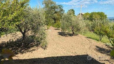 Casa 60mq e 6000 mq di terreno con 159 olivo