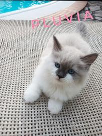 Cuccioli Siberiani Neva Masquerade