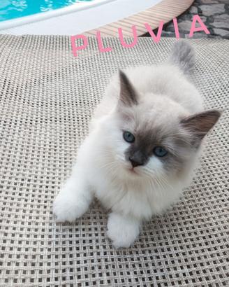 Cuccioli Siberiani Neva Masquerade