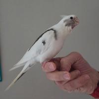 Pullo calopsite allevati a mano dolcili