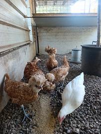 Coppia galline padovana
