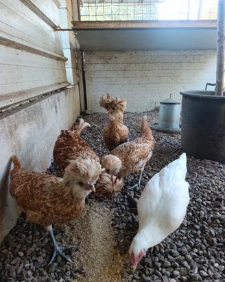 Coppia galline padovana