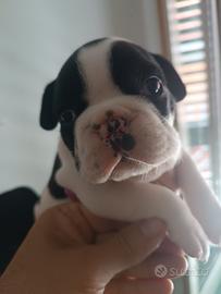 Bulldog francese