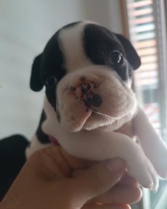 Bulldog francese