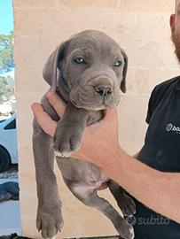 Cuccioli di cane corso 2 mesi