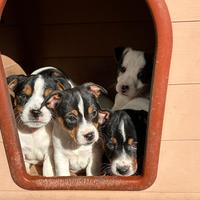 Jack Russell PRONTA CONSEGNA