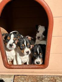 Jack Russell PRONTA CONSEGNA